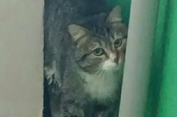 Найден молодой кот тигрового окраса в Екатеринбурге