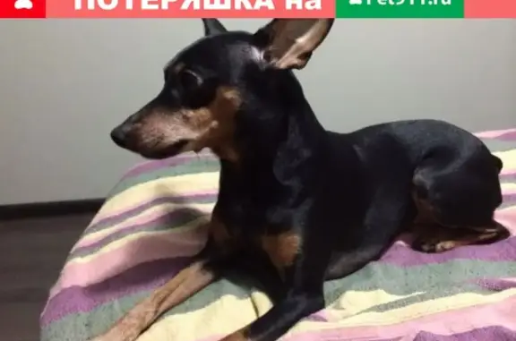 Пропала собака в Балаково: чёрный пинчер с длинным хвостом, зовут Рич, потерялся в 5а микрорайоне 29.03.2019.