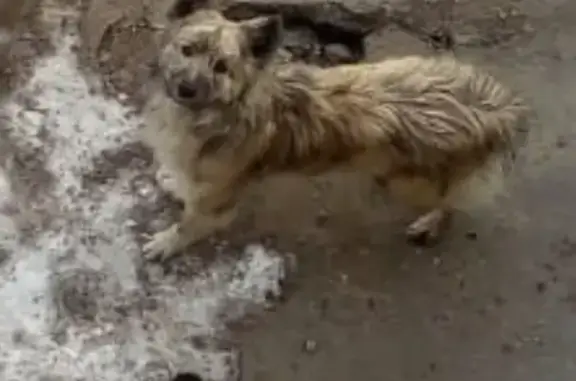 Найден пес в Комсомольске, ищем ручки!