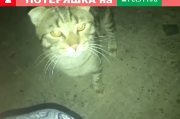 Найден британский кот в Астрахани на улице Боевой