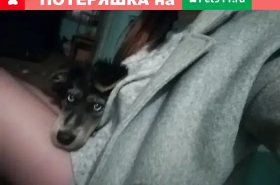 Найдена голубоглазая собака в Хабаровске