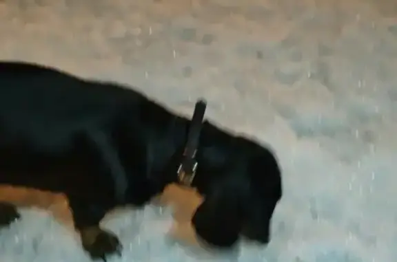 Найдена собака в Тюмени - черная такса с рыжими подпалинами.
