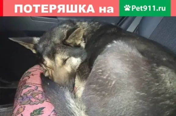 Найдена собака в Дзержинске, звоните