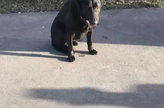 Найдена собака в Гольяново, Москва: репост приветствуется!
