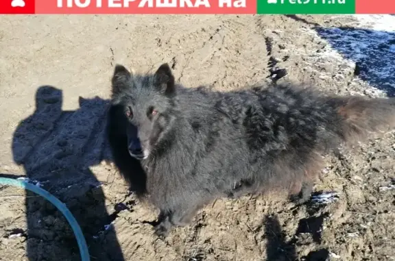 Собака найдена в Ломоносовском районе, д. Глядино