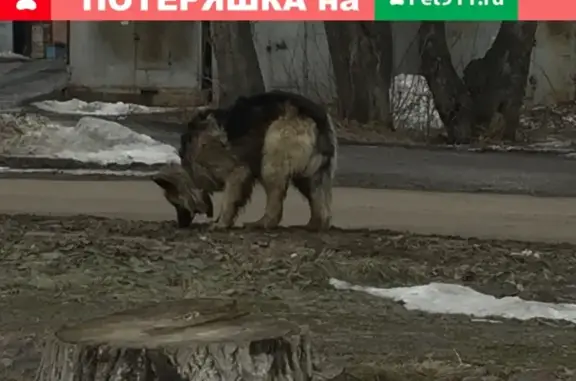 Собака найдена на улице Павленко 10