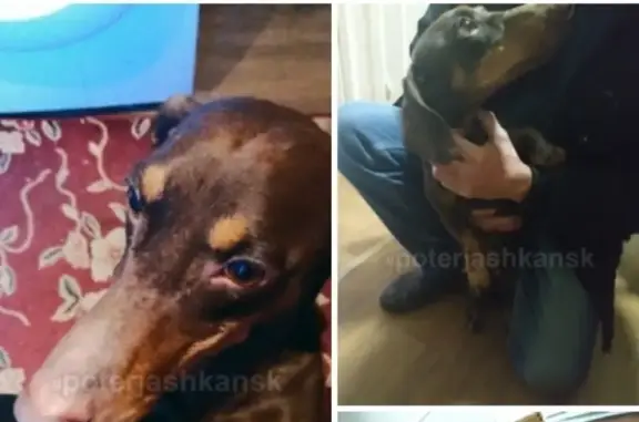 Пропала собака Сэм в Новосибирске #poterjashkansk