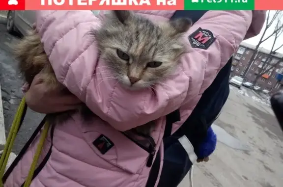 Потерян кот/кошка в Кузнецком районе (Новокузнецк)