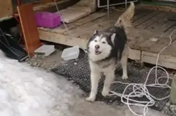 Найдена породистая собака в Березовском