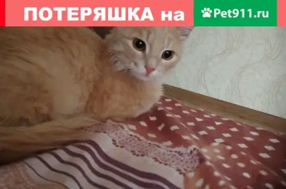 Найден кот возле 26 школы в Астрахани