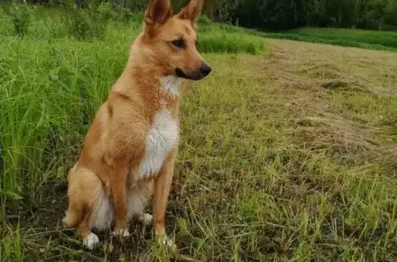 Собаки потеряшки, Башкова, фото: Потеряшка собака в селе Башкова, откликается на кличку Баста!