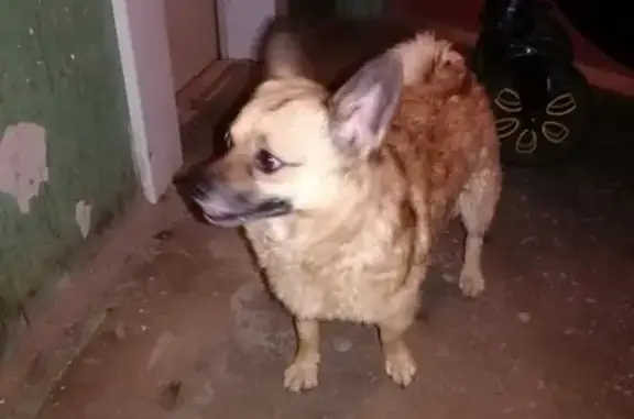 Найдена собака в Нижнем Тагиле