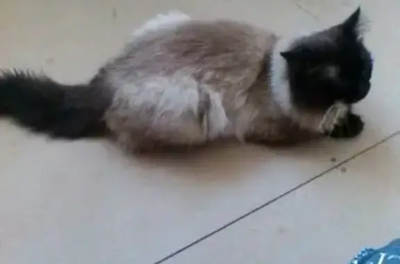 Кошки потеряшки, Магнитогорск, фото: Потеряшка кот в п. Раздолье, нужна помощь