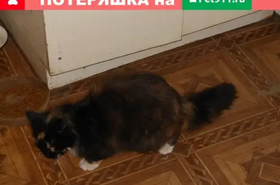 Пропала кошка Муся, район Кольца-монастыря, Смоленская область