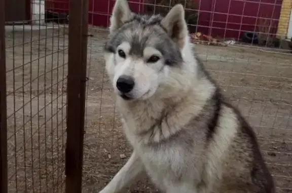 Собаки потеряшки, Большое Полпино, фото: Потеряшка сибирская хаски в Большом Полпино