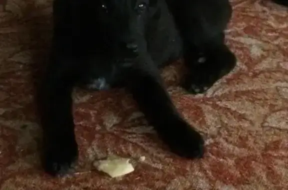 Собаки потеряшки, Судоверфское, фото: Потеряшка собака в деревне Каботово, Рыбинский район