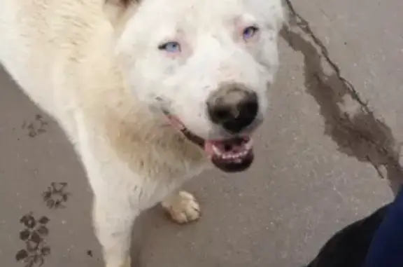 Найдена собака в деревне Пятница, Солнечногорский район