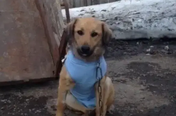 Пропала собака Мила в Верхнеуральске