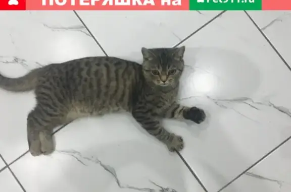 Пропала кошка в Ленинградской станице