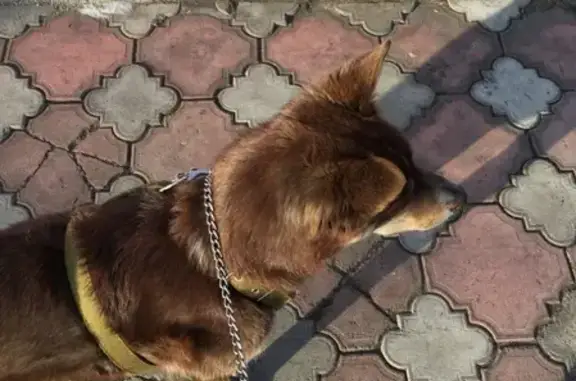 Пропала собака в Кызыле, ул. Интернациональная 38