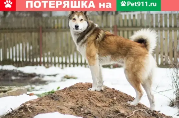 Найдена собака в Супонево, ищем хозяев