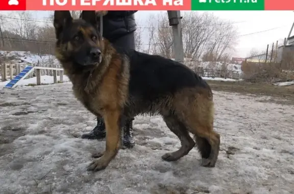 Пёс на цепи: найдены хозяева! (Екатеринбург, Площадь Жуковского 2А)
