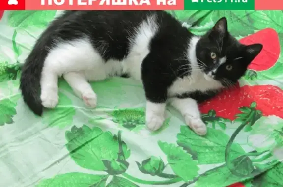 Найдена кошка на Василеостровском районе СПб