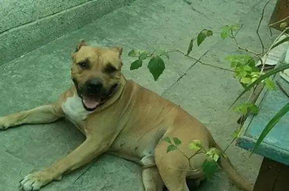 Пропала собака Арчи в Новом Осколе