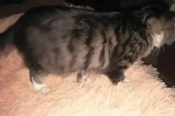 Пропала кошка Мурка в Вихоревке, Иркутская область