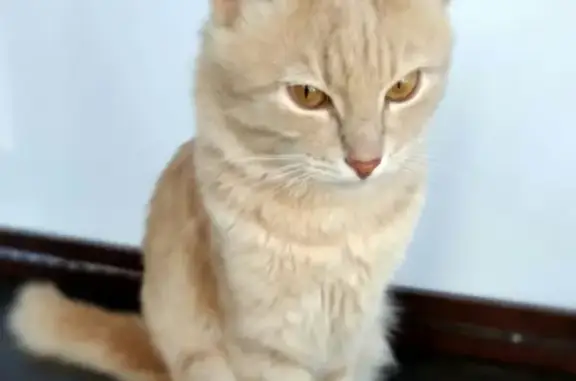 Пропала кошка Ко-Ко в Приморско-Ахтарске, снт Радуга. Вознаграждение 5000.