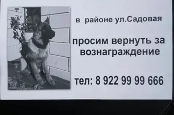 Пропала собака на улице Садовой в Адлере