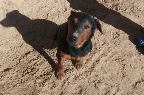 Найдена собака в ЛО, Гатчинский район