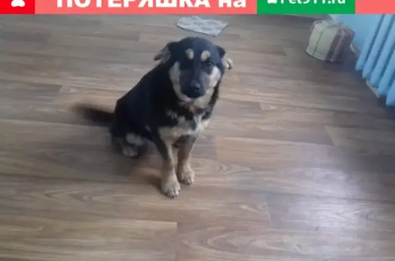 Пропала собака в Ноябрьске, район ХТПС, СУ-7, Розыск!