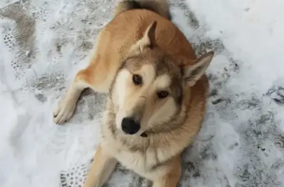 Пропала собака Грей в Новодвинске!