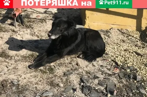 Найдена собака в Санкт-Петербурге, 6-й Предпортовый проезд, 12