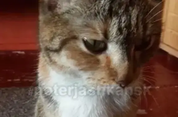 Найдена кошка по адресу Кирова 295 в Новосибирске