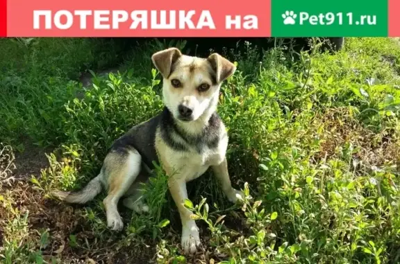 Пропала собака в Борисоглебске, помогите найти!