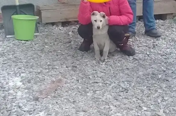 Пропала собака в Челябинске, помогите найти!