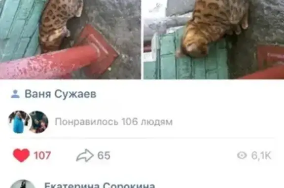 Пропал кот породы бенгал по ул. Архангельской 21а
