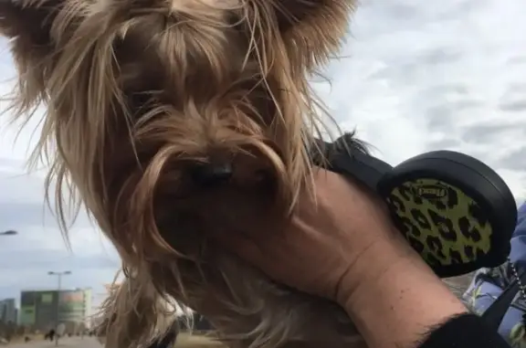 Найдена собака в парке 400-летия Красноярска