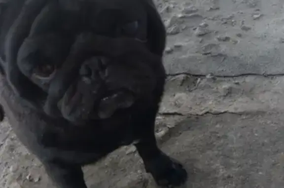Найдена собака на улице Губкина, Белгород