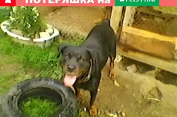 Пропала собака на ул. Красноармейской в Богородске