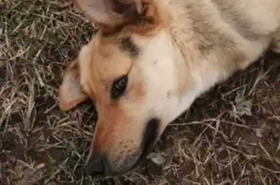 Найден пёс Валера в Ивановских двориках