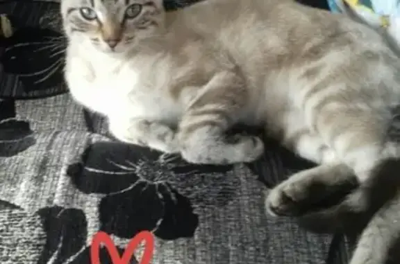 Пропал сиамский котенок в Стерлитамаке