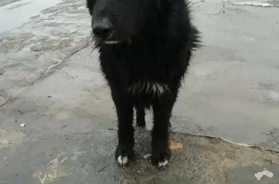 Найден молодой чёрный пёс в д. Иудино