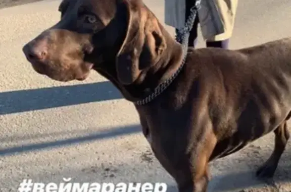 Найдена собака в д. Калиновка, Видное!