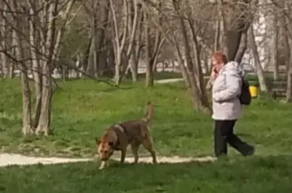 Опасный пёс бегает в Пионерской роще, Новороссийск