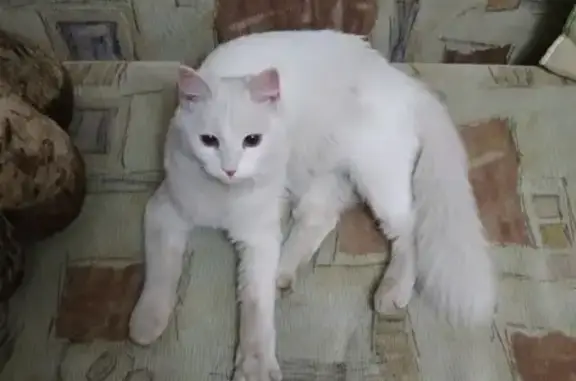 Найдена кошка в Нижнем Новгороде