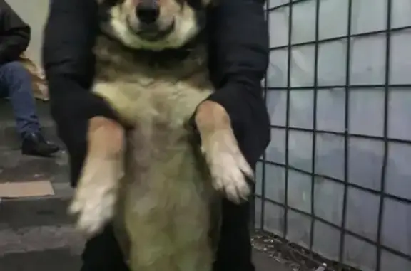 Найдена домашняя собака в центре Москвы, ищет дом!