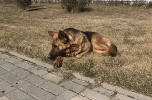 Найдена собака в Молодечно, Беларусь